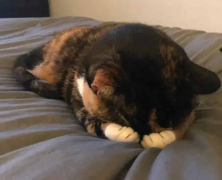 Meme hài mèo cô đơn phản chiếu tâm trạng đêm.