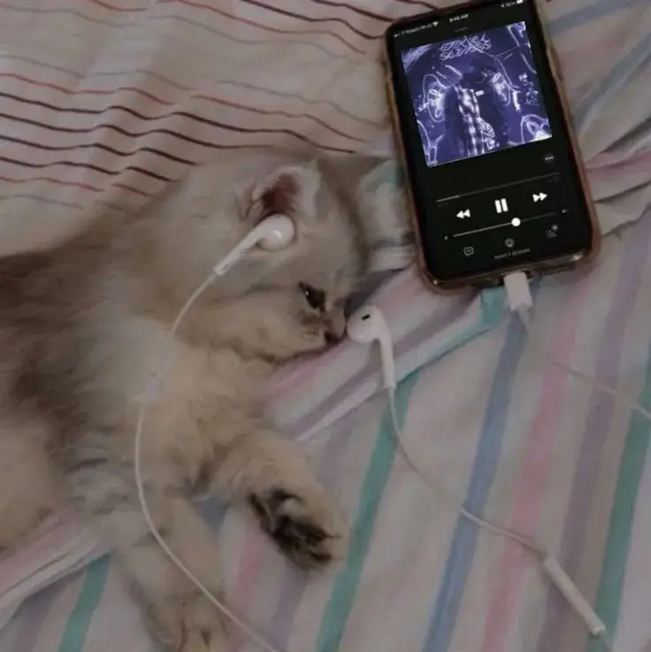 Ảnh troll mèo khóc khiến người xem đồng cảm.