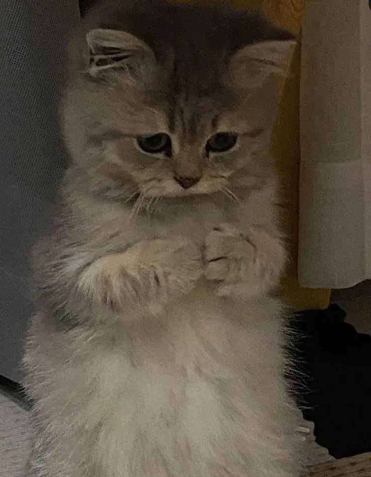 Khi nỗi buồn được kể bằng khuôn mặt mèo trầm tư