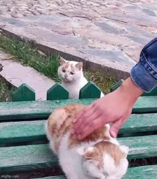 Hình troll mèo nhìn xa thể hiện nỗi buồn.