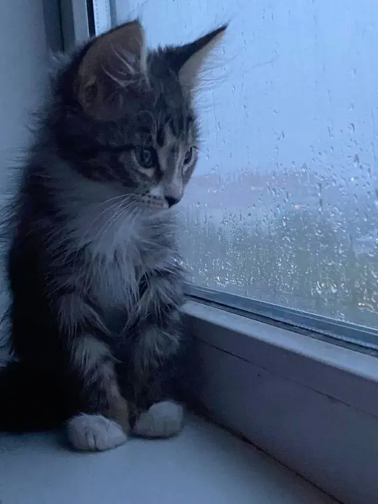 Meme mèo buồn lan tỏa cảm xúc cô đơn giữa mạng.