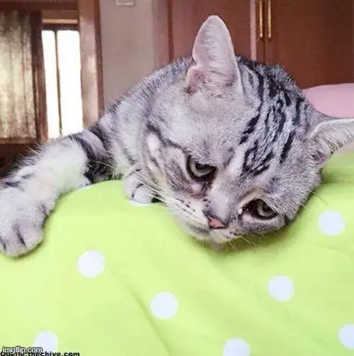 Hình chế mèo trầm mang cảm giác buồn bã sâu.