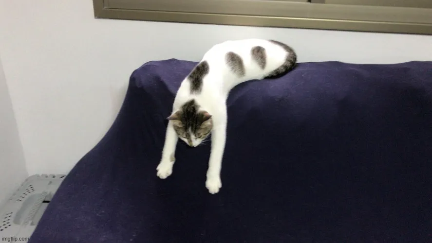 Ảnh chế mèo lặng thinh mang tông màu xám.