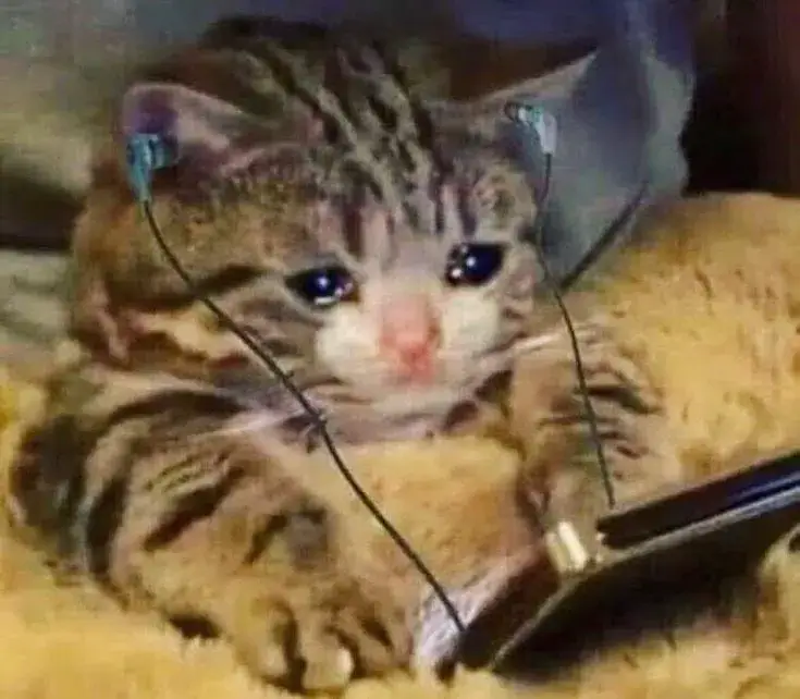 Ảnh vui mèo cô độc như người lạc giữa mưa.