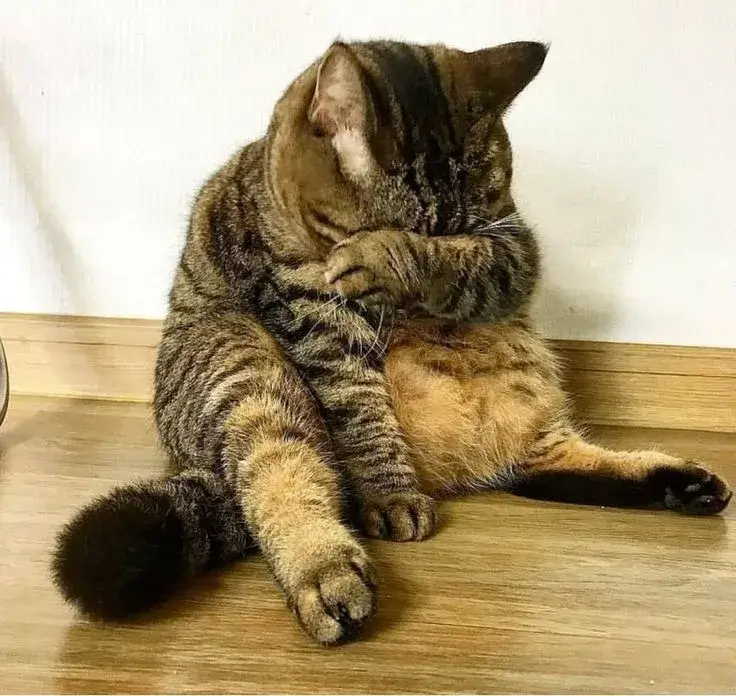 Tại sao meme mèo buồn lại lan truyền mạnh trên TikTok và Facebook