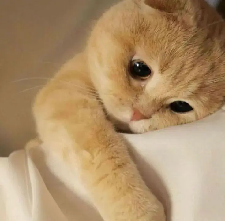 Meme hài mèo cúi đầu trong ánh đèn yếu.