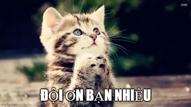 36 Hình ảnh mèo ngẩng đầu cảm ơn đáng yêu.