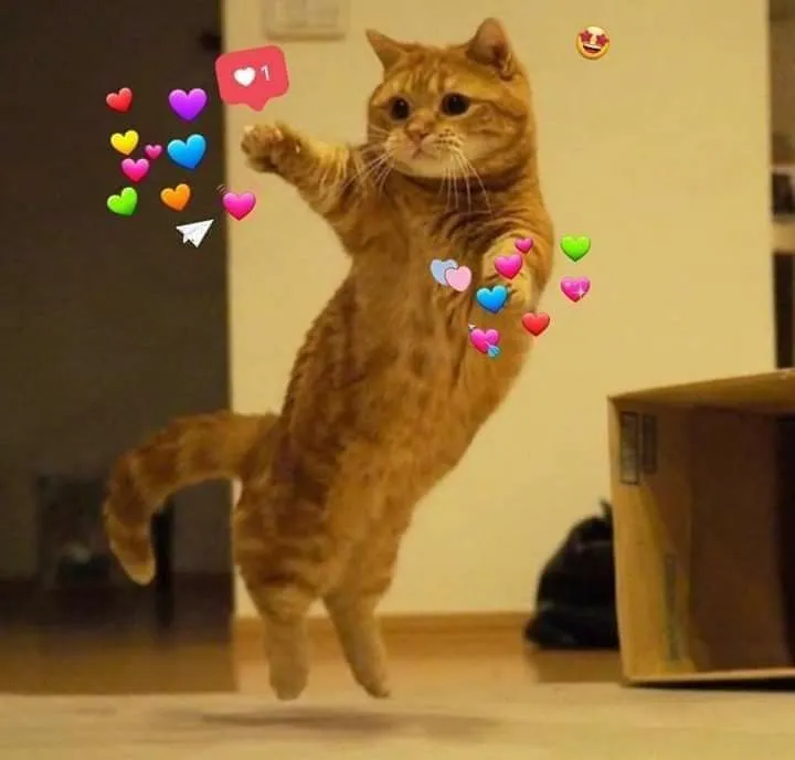 35 Mèo nhìn ngây ngô, ánh mắt chân thành cảm kích.