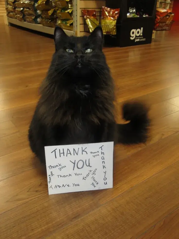 44 Khuôn mặt mèo rạng rỡ, trông như muốn cảm ơn.