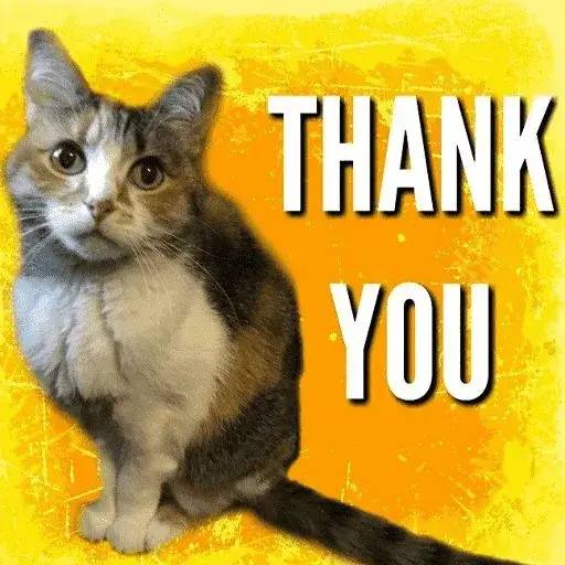 41 Meme mèo cảm tạ với đôi tai cụp dễ thương.