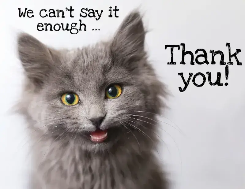 39 Biểu cảm mèo biết ơn, mắt cười dễ thương.