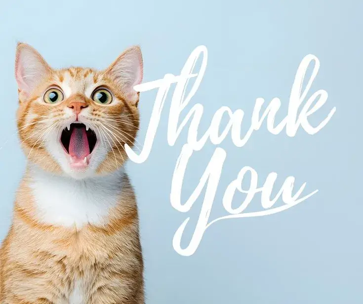 38 Meme mèo cảm ơn, gương mặt rạng rỡ.