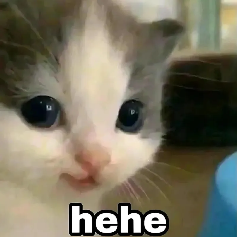 23 Meme hài mèo nhếch mép nửa cười nửa thật