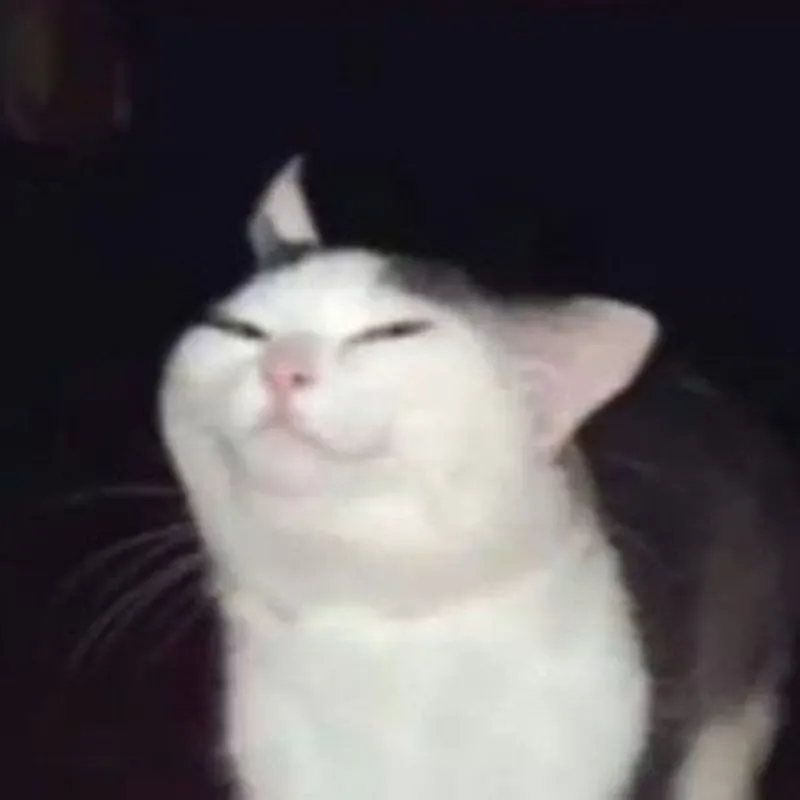 33 Ảnh chế vui mèo troll biểu cảm cực sâu