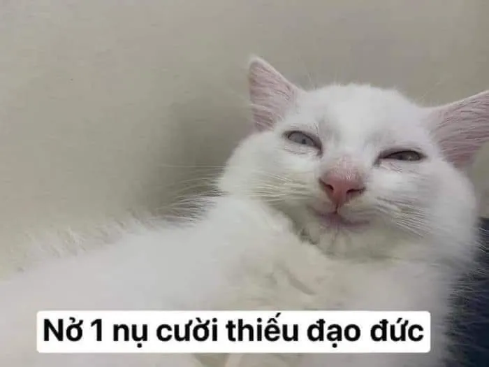 28 Meme chế mèo khinh khỉnh khoe răng nanh nhỏ