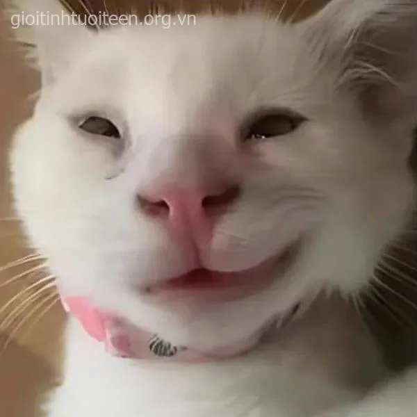 30 Ảnh hài mèo cau có pha nét gian xảo