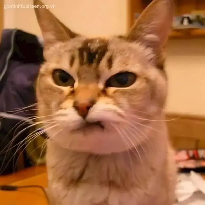Nụ cười gian, ánh mắt mèo tinh nghịch và lém lỉnh.