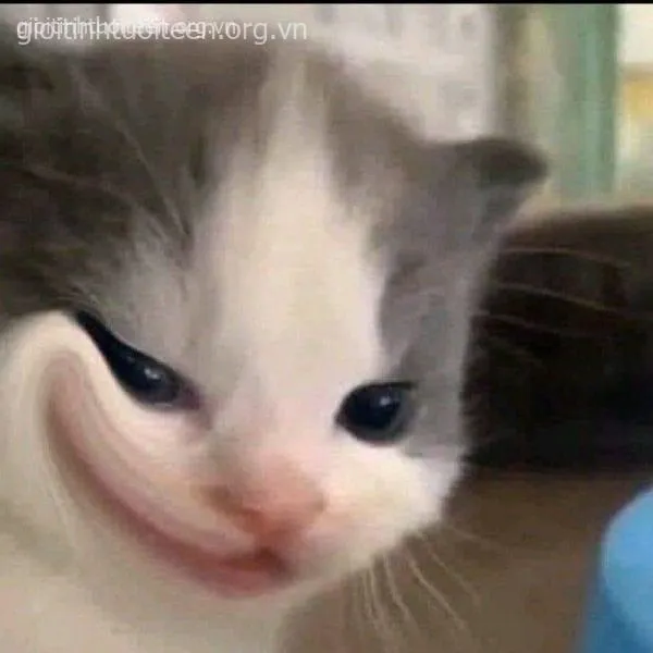 Ánh mắt hóm hỉnh, mèo cười hiểm hóc khiến ai cũng cười.