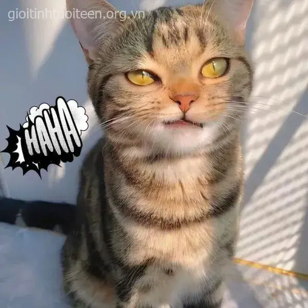 Mèo nhếch mép tinh quái, tay chỉ trêu bạn bè.
