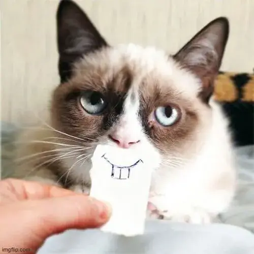 16 Biểu cảm mèo cười nhe hàm răng, đáng yêu bất ngờ.