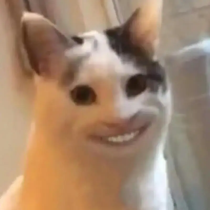 25 Meme mèo biểu cảm dễ thương, ánh mắt trêu nhẹ