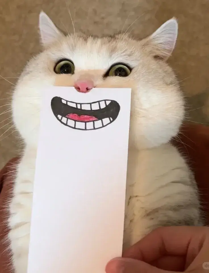 9 Meme mèo cười nhe hàm răng, nét mặt bá đạo.