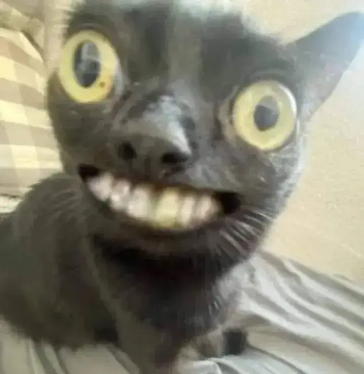 13 Ảnh mèo nhe răng viral, khiến ai cũng phải bật cười