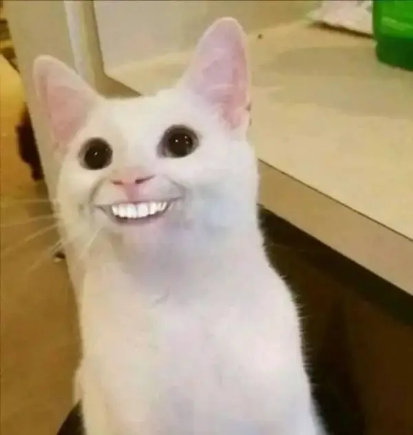 27 Ảnh troll mèo cười tự tin chuẩn vibe Gen Z lầy lội