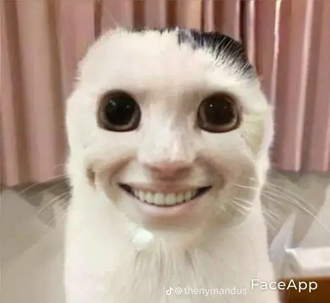 12 Hình chế mèo dễ thương, pha chút nhây cực đáng yêu