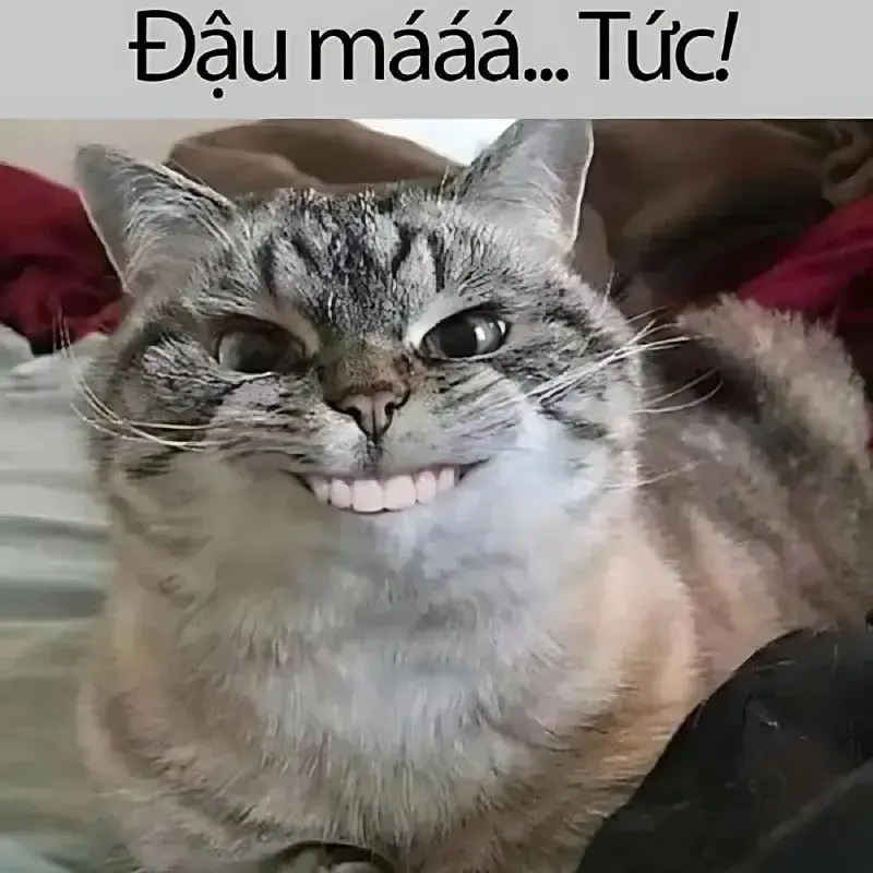 4 Hình meme mèo cười tươi rói chuẩn vibe Gen Z