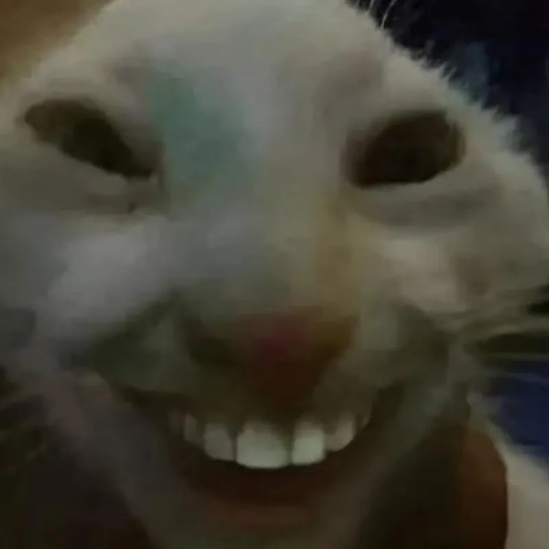 20 Meme mèo cười nhe hàm răng, biểu cảm ngộ nghĩnh.
