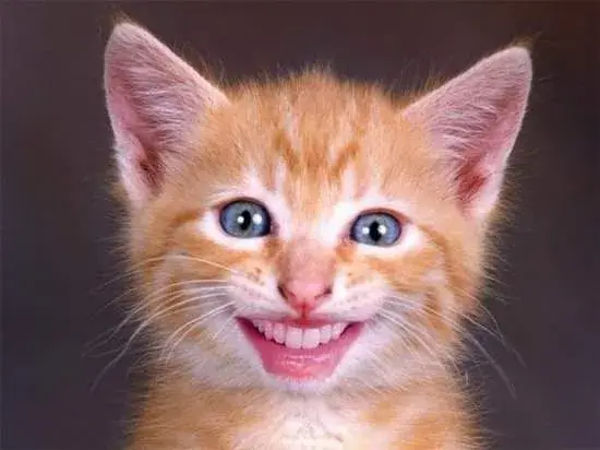 14 Meme mèo biểu cảm vui: răng lóe, thần thái sáng