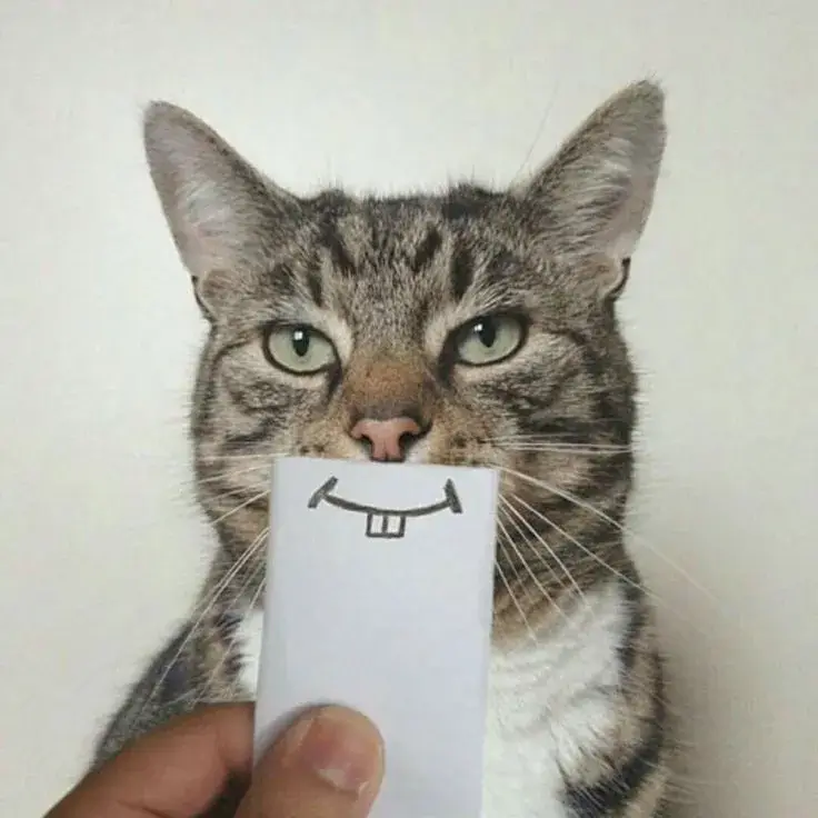 10 Meme mèo bựa cười to lan khắp TikTok và Facebook