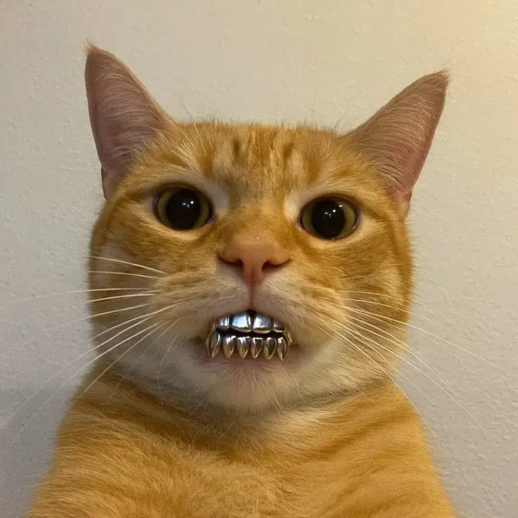 3 Khi mèo cũng biết troll: biểu cảm nhe răng cực lầy