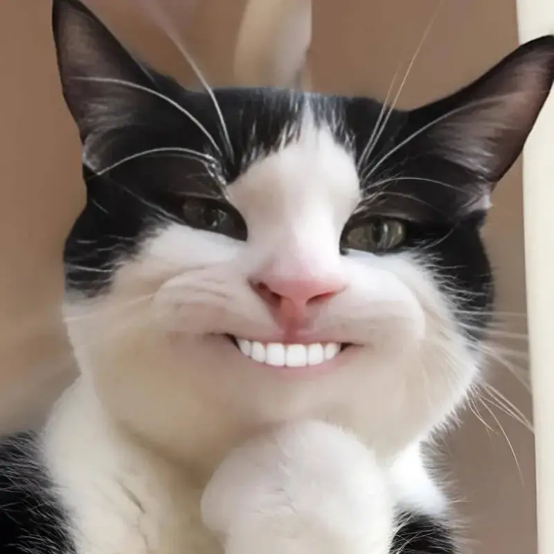 11 Hình chế vui mèo nhíu mắt nhẹ mà cười siêu duyên