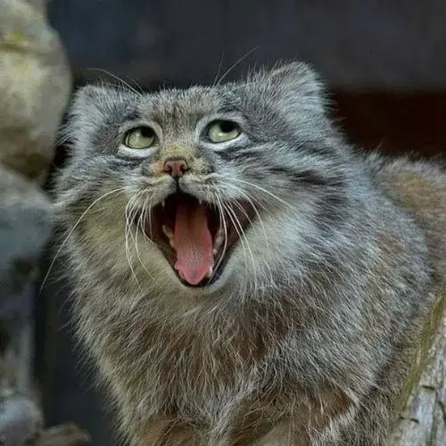 5 Khoảnh khắc mèo nhe răng: nhỏ mà vui bùng nổ