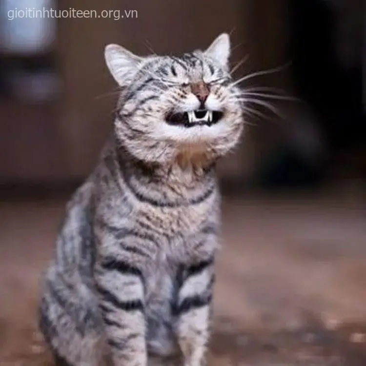 Mèo cười rộng miệng, ánh mắt sáng rực tinh nghịch.