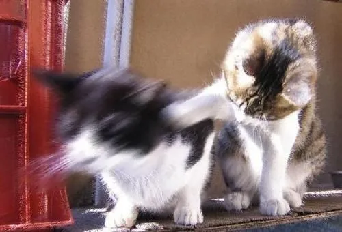 Meme chế mèo đơ mặt khi bị phản công