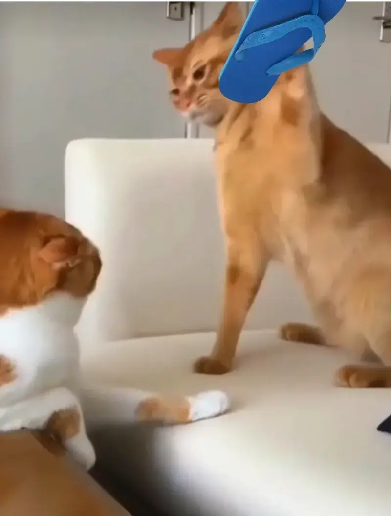 Ảnh mèo Mun đụng độ nhìn như phim hành động