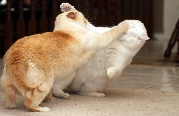 Hình chế mèo ngã lăn ra vẫn không chịu thua