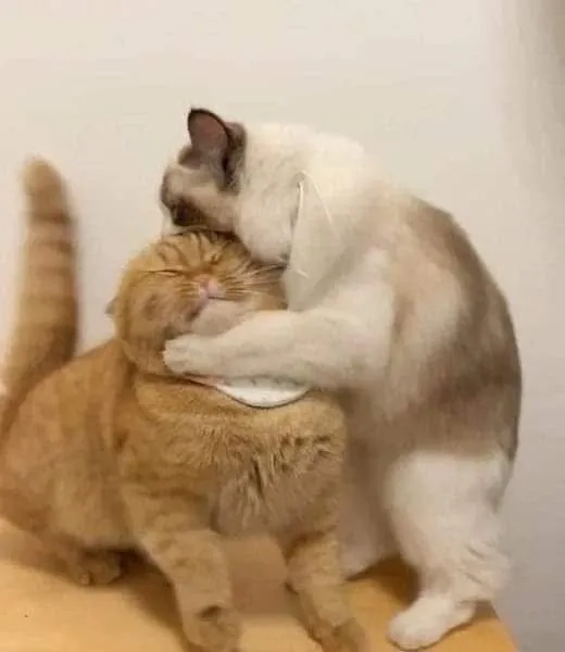 Khi meme mèo trở thành vũ khí comment của dân mạng vui tính