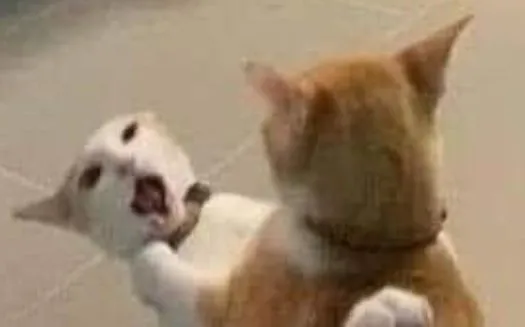 Chùm ảnh mèo lườm nguýt, vồ nhau cực lầy khiến ai cũng bật cười