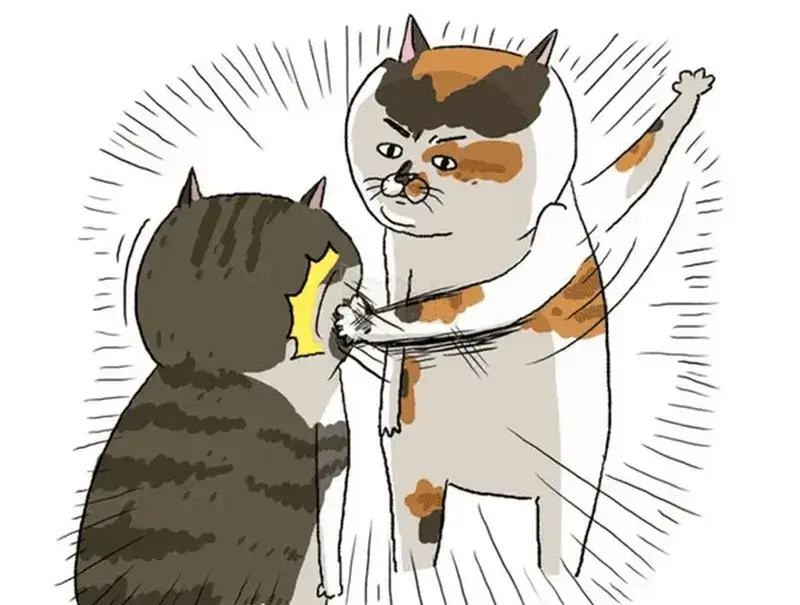 Meme mèo nhìn nhau 3 giây trước khi hỗn chiến