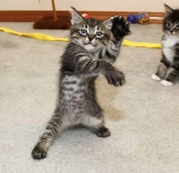 Ảnh chế mèo troll nhau với caption “ai sai nói lại”