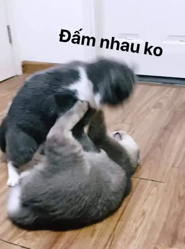 Meme vui mèo gào thét khiến cư dân mạng phấn khích