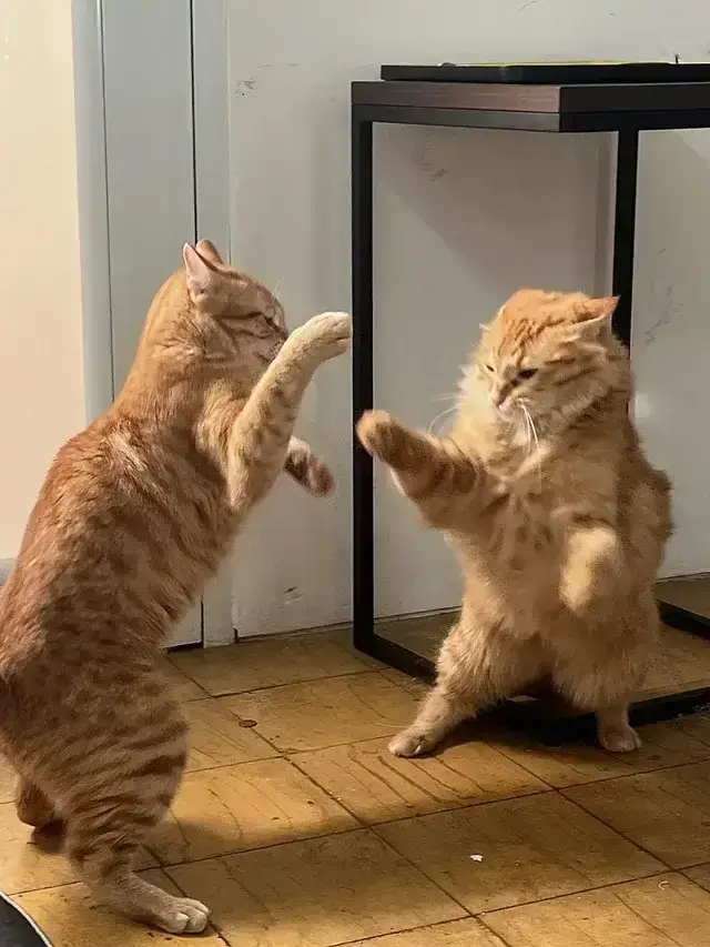 Meme mèo remix phong cách dân mạng sáng tạo