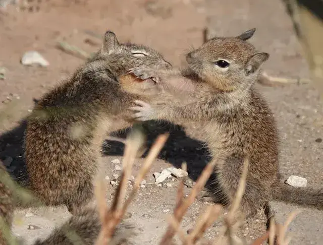 Meme mèo troll bạn cùng nhà vì mất đồ ăn