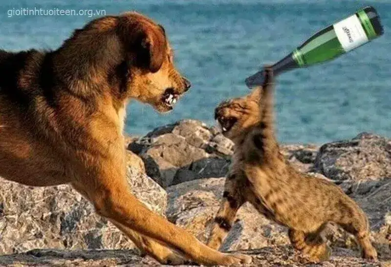 Ảnh mèo cưng đánh nhau với chó