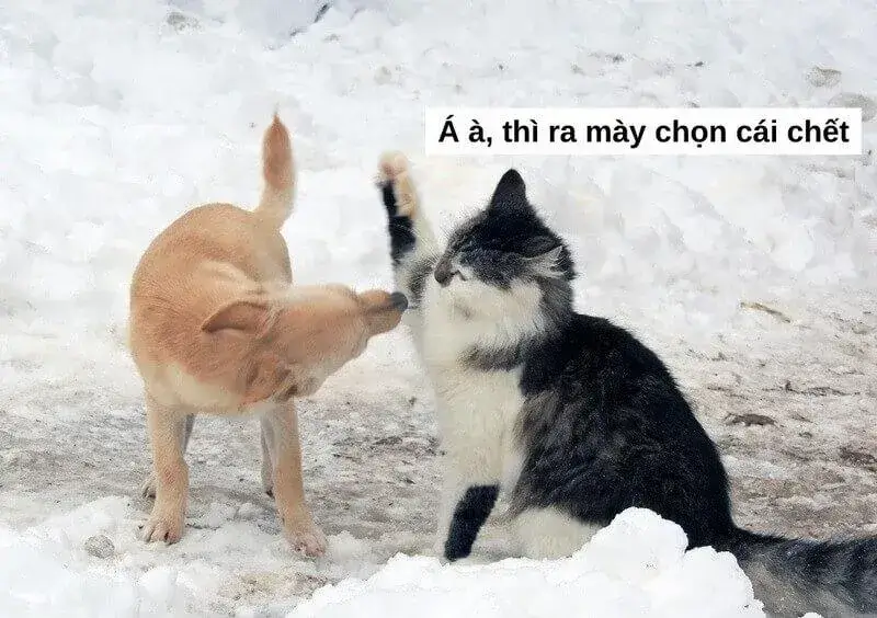 Con mèo choảng nhau với chú chó lớn hơn