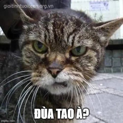 Meme hài mèo nhe răng, gầm nhẹ cực kỳ sinh động